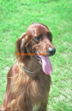 Irish Setter