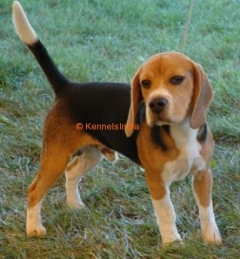 Beagle