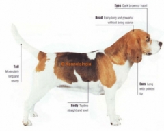 63+ Beagle Price In India