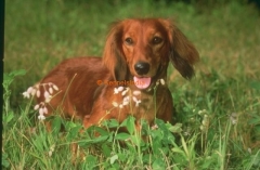 Dachshund