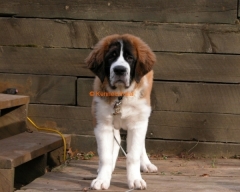 Saint Bernard