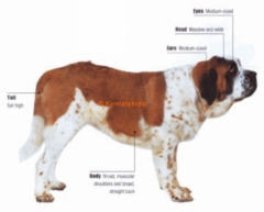 Saint Bernard