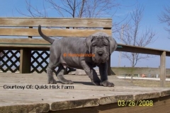 Neapolitan Mastiff