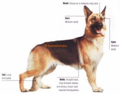 German Shepherd Dog