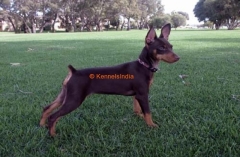 Miniature Pinscher