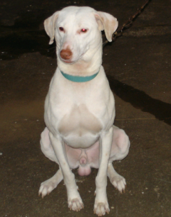 Rajapalayam Dog