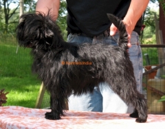 Affenpinscher