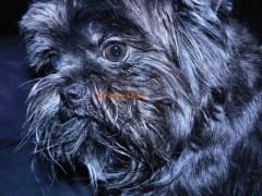 Affenpinscher