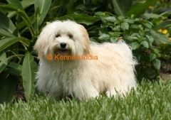 Havanese