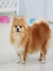 Pomeranian Dog Breed Info