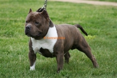 american bully price in indian rupees