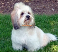 Lhasa Apso