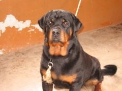 Rottweiler