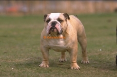 English Bulldog