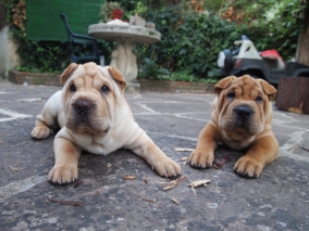 Shar Pei Dogs