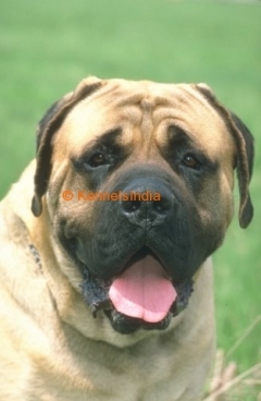 Mastiff