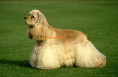 Cocker Spaniel