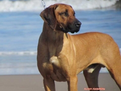 Rhodesian Ridgeback Breed