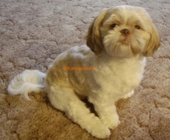 Shih Tzu