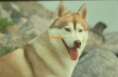 Siberian Husky