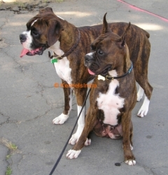 brindle boxer price