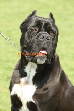 Cane Corso