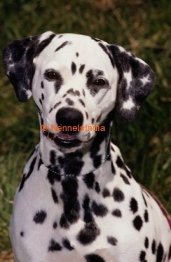 Dalmatian