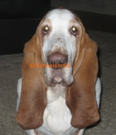 Basset Hound