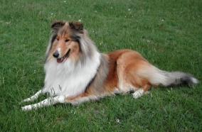 http://www.kennelsindia.com/root_upld/dogbreed/BD9724895398/t1_65545201704210539.jpgRough Collie Dog