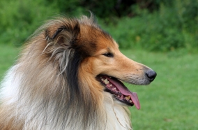 Rough Collie Breed