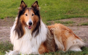 Rough Collie Dog info