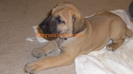 GREAT DANE PUPPIES AVAILABLE