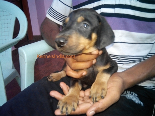 K.C.I Certified Doberman puppy for sale in Chennai