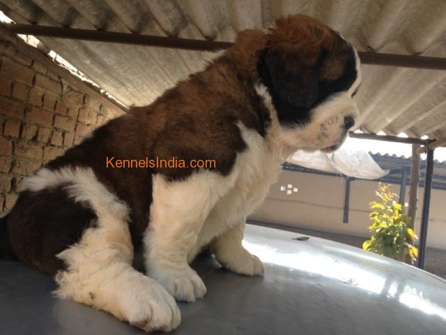 st bearnard puppy for sale in bangalore