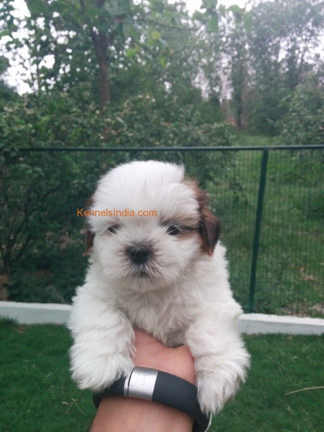 SHIH TZU PUPPIES AVAILABLE!