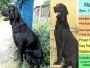 Adult Labrador dogs for sale in chennai - Combo offer