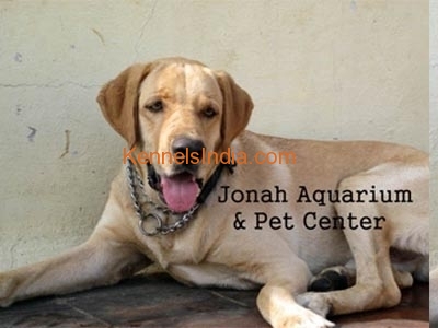 Adult Labrador dogs for sale in chennai - Combo offer