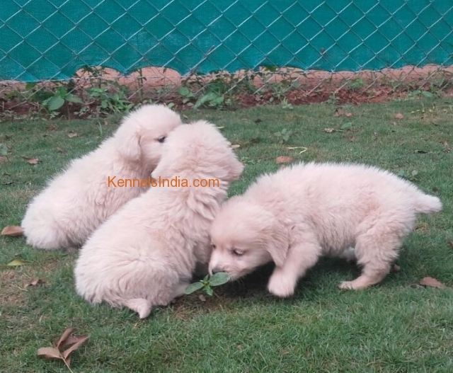 Golden retriever puppies for sale in Chennai