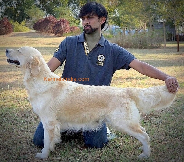 Show Quality Golden Retriewers puppies Available in Mysore Karnataka
