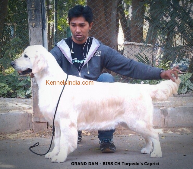 Show Quality Golden Retriewers puppies Available in Mysore Karnataka
