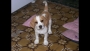 Rare color Beagle puppies available in Bangalore