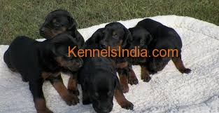 Dobermann Puppies For Sale at New Delhi