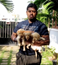  \tLabrador puppies for sale in chennai