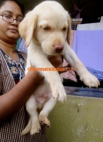  \tLabrador puppies for sale in chennai