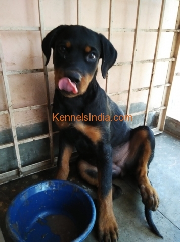 Female Rottweiler puppy vaccinated large-boned active in bangalore