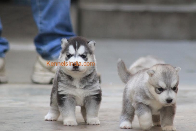 Siberian Husky Show Quality Puppies for Sale in bangalore
