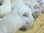 Canadian Labrador puppies available at hyderabad