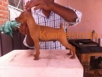 minpin pup for sale very good blood line with papper