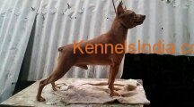 minpin pup for sale very good blood line with papper