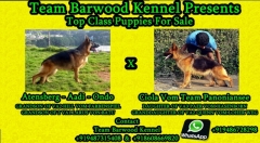 Team Barwood Kennel